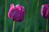 Purple Tulip_48823